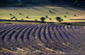 Agence immobilière Marseille 13012 REINA IMMOBILIER