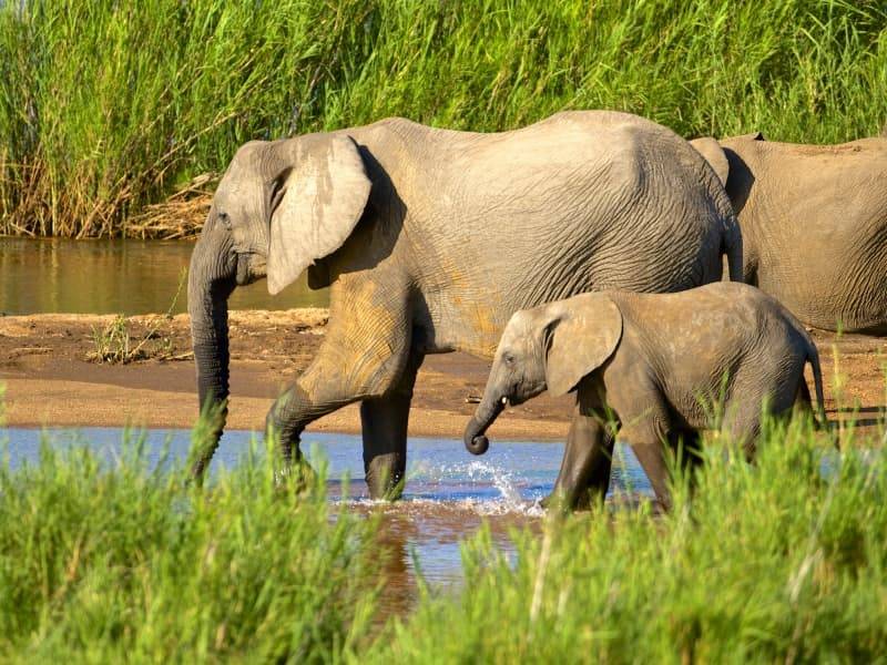 Voyage en Afrique du Sud pour les amoureux de la nature